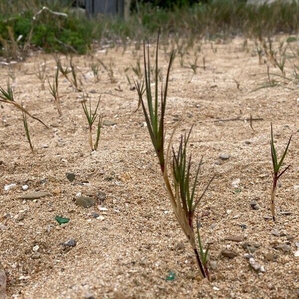 Sporobolus pungens Leaf