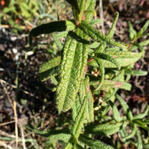 Cistus monspeliensis Escorça