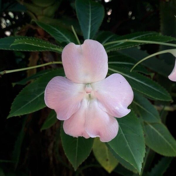 Impatiens sodenii फूल