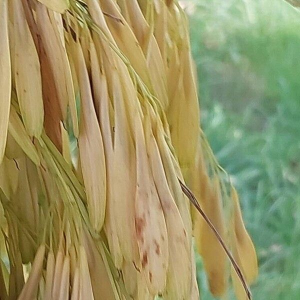 Fraxinus pennsylvanica Vrucht