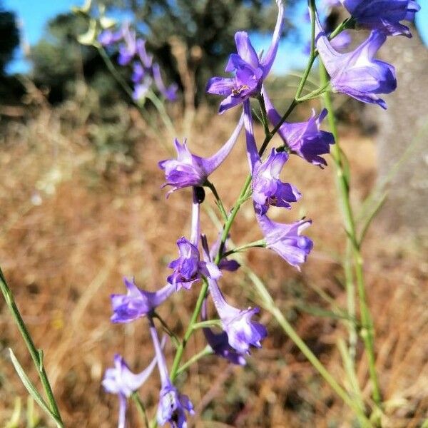 Delphinium gracile Floare