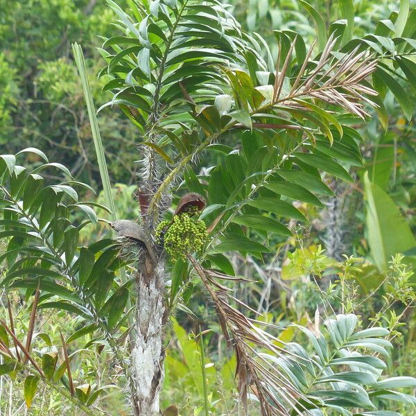 Bactris campestris Φύλλο