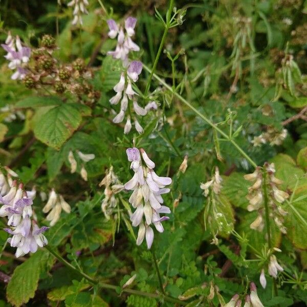 Vicia sylvatica Floare