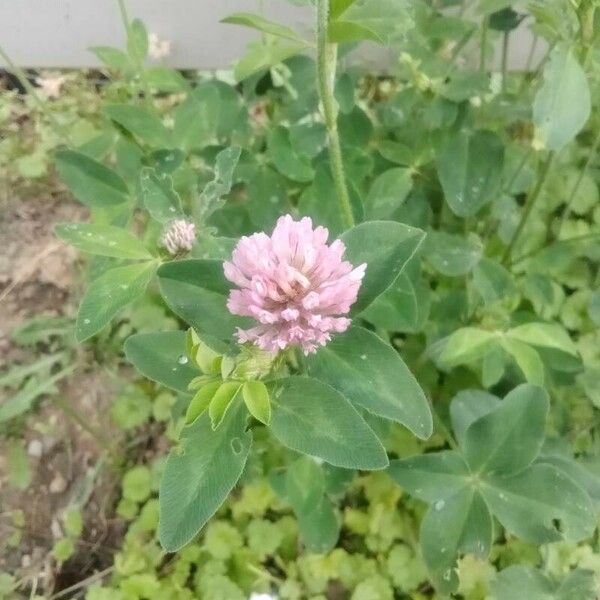 Trifolium pratense Žiedas