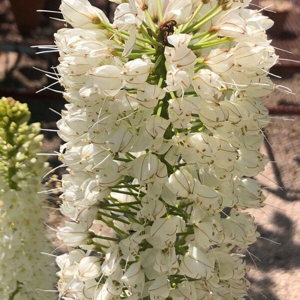 Eremurus robustus ফুল