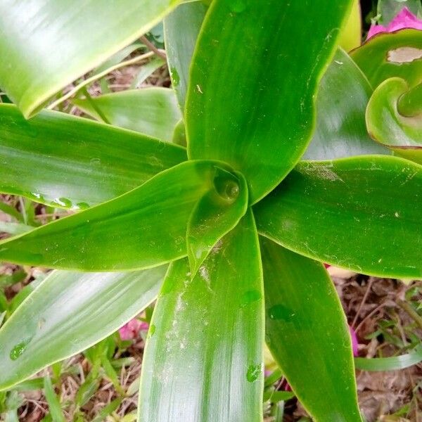 Callisia fragrans ഇല