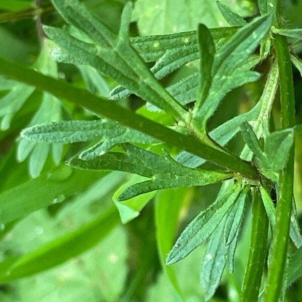 Ranunculus bulbosus Leaf