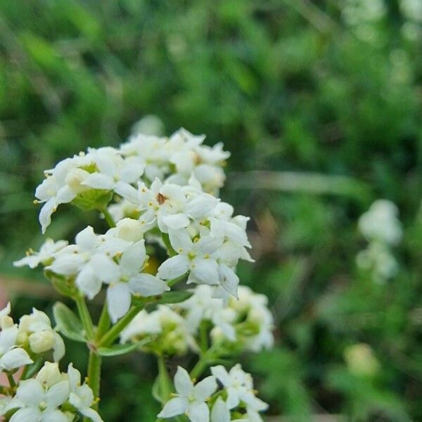 Galium boreale Квітка