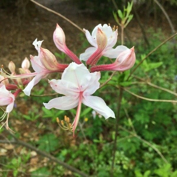 Rhododendron periclymenoides Blomma