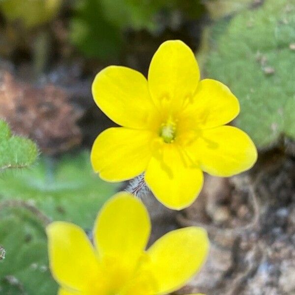 Sibthorpia peregrina Flower