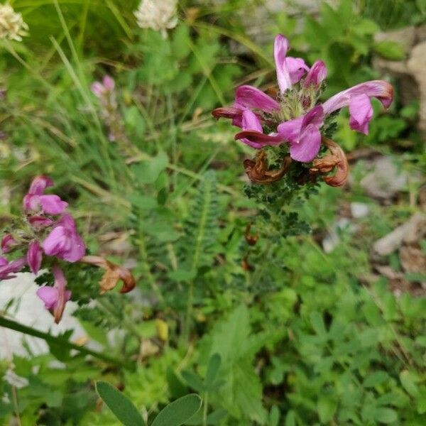 Pedicularis gyroflexa Flower