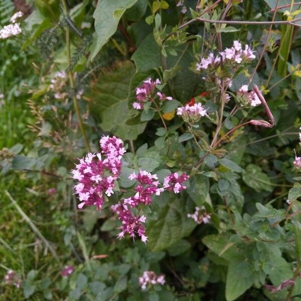 Origanum vulgare Flor