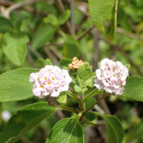 Lantana involucrata Kvet