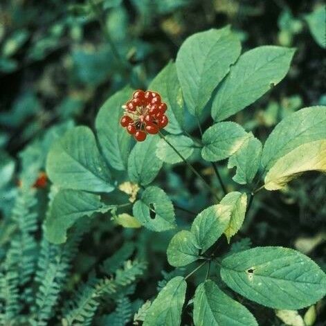 Panax quinquefolius Hàbitat