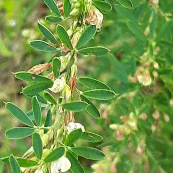 Lespedeza cuneata Lapas