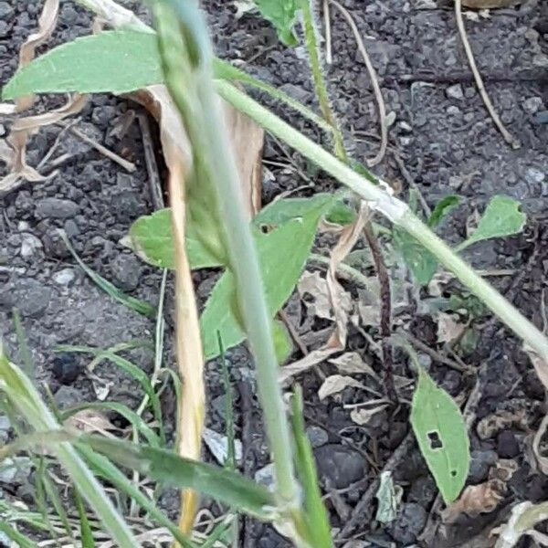 Bromus hordeaceus Bark