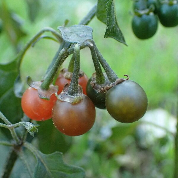 Solanum villosum ᱡᱚ