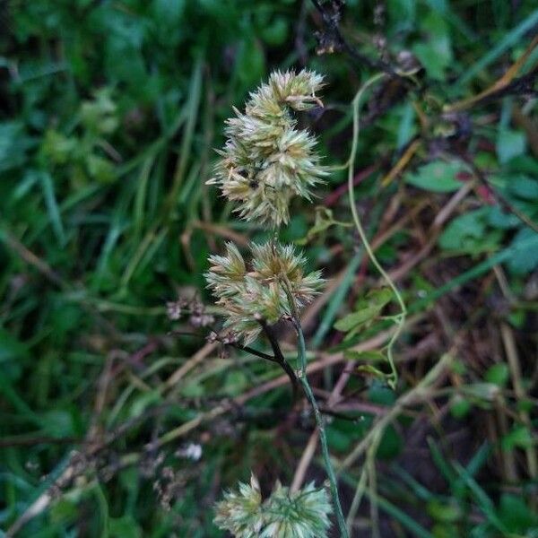 Dactylis glomerata പുഷ്പം