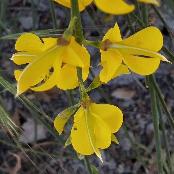 Spartium junceum Flors