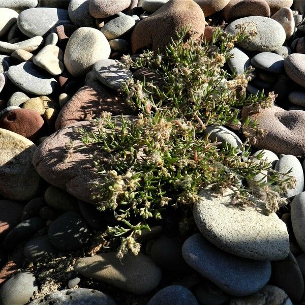 Spergularia marina Blad