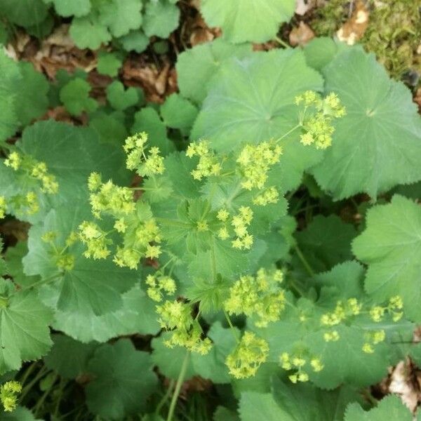 Alchemilla mollis Flor