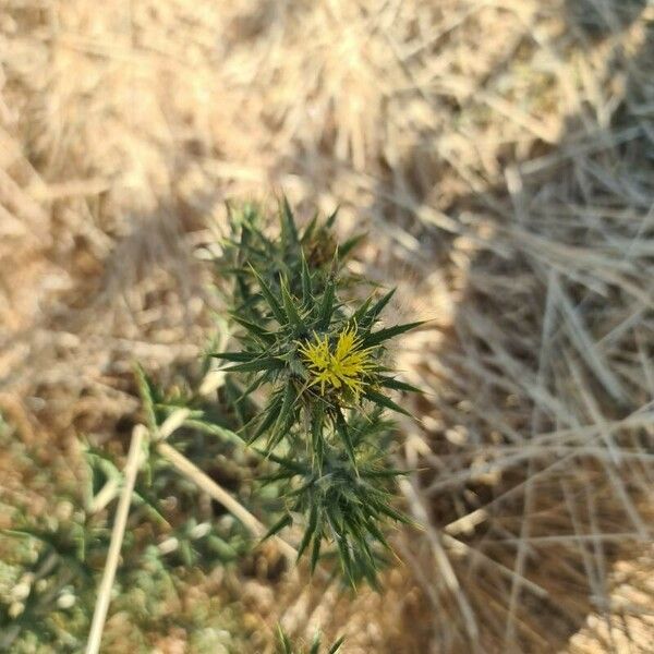 Carthamus lanatus Flor