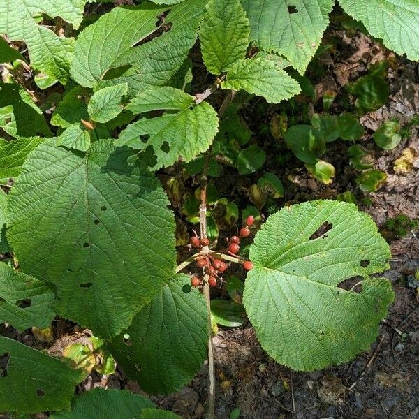 Viburnum lantanoides ᱥᱟᱠᱟᱢ