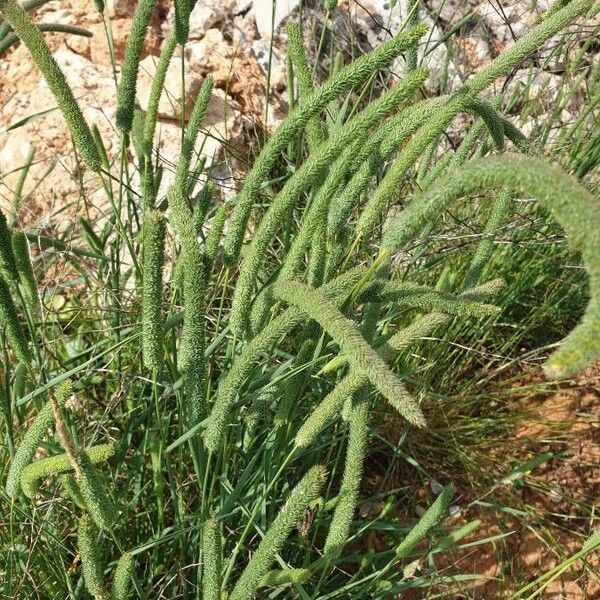 Phleum phleoides Fruto