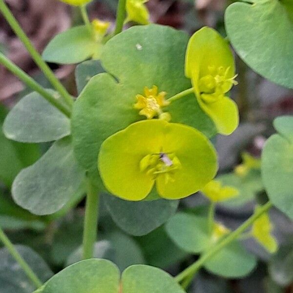 Euphorbia amygdaloides Květ