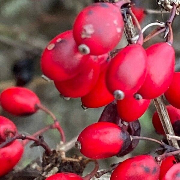 Berberis thunbergii Фрукт