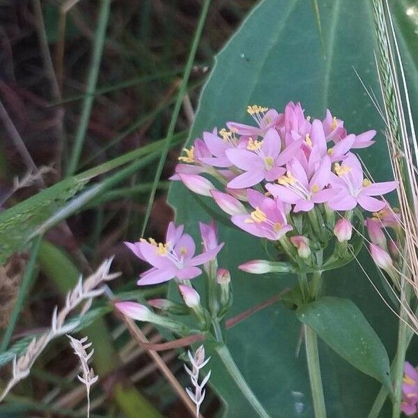 Centaurium erythraea Květ