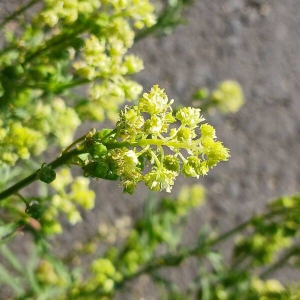 Reseda lutea Цвят