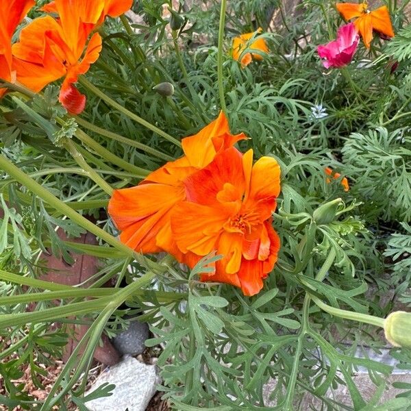 Papaver croceum Blomma