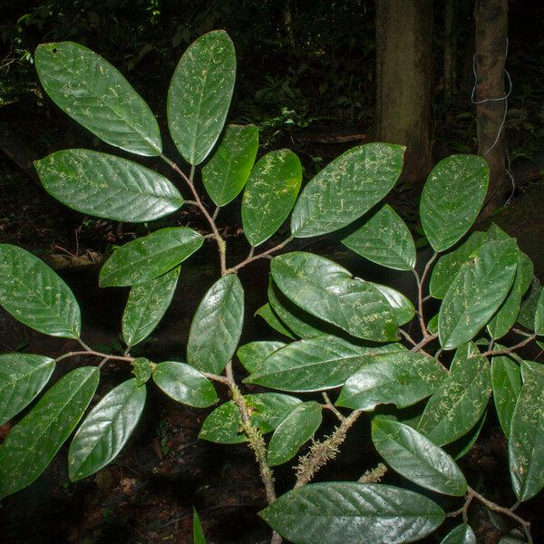 Annona neoelliptica 其他