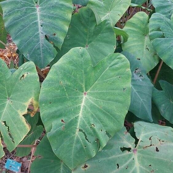 Colocasia esculenta Foglia