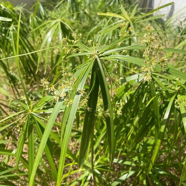 Cyperus alternifolius Hoja