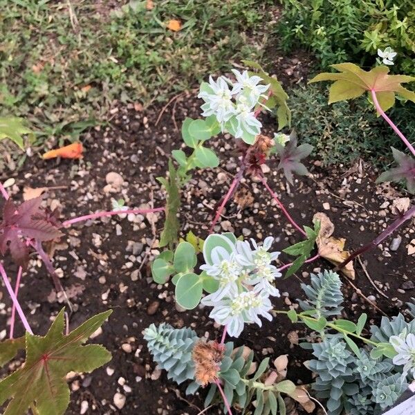 Euphorbia marginata Blad