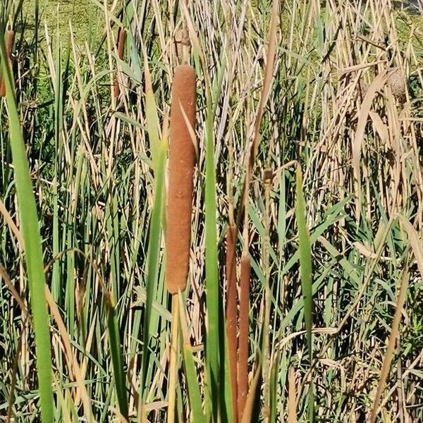 Typha domingensis പുഷ്പം