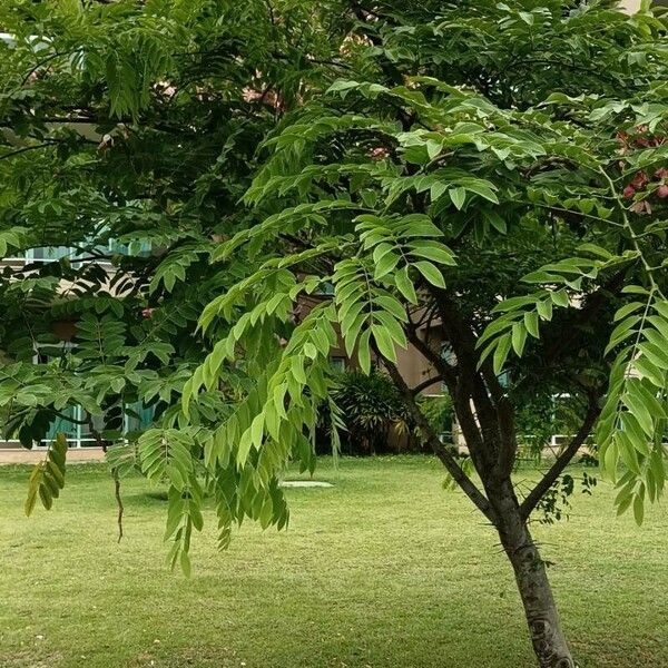 Cassia javanica Folha