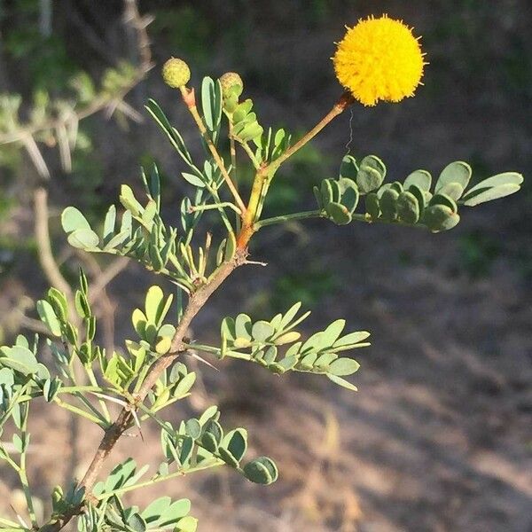 Vachellia exuvialis Blomst