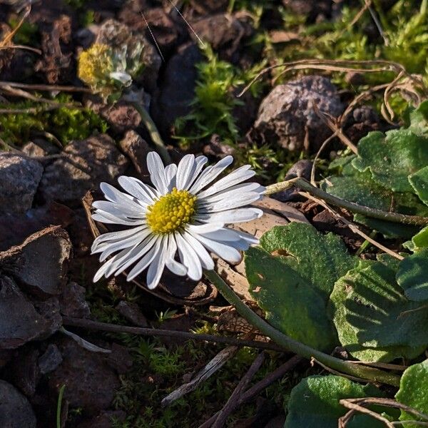 Bellis perennis Bloem