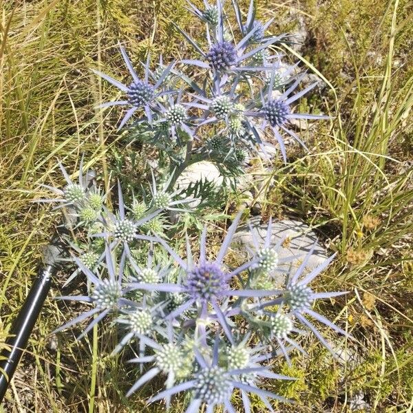 Eryngium amethystinum Floro