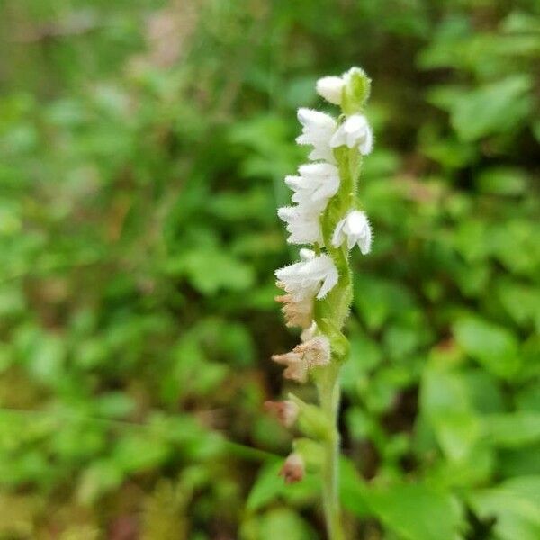 Goodyera repens ফুল