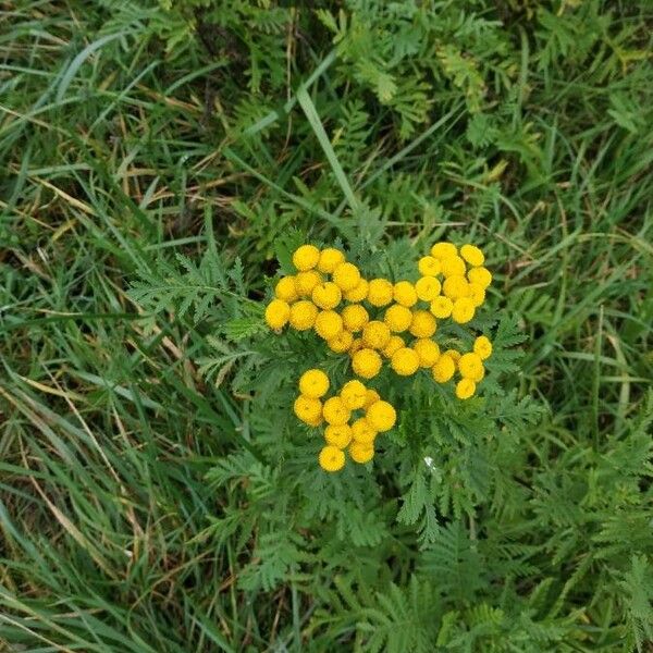 Tanacetum vulgare Цвят