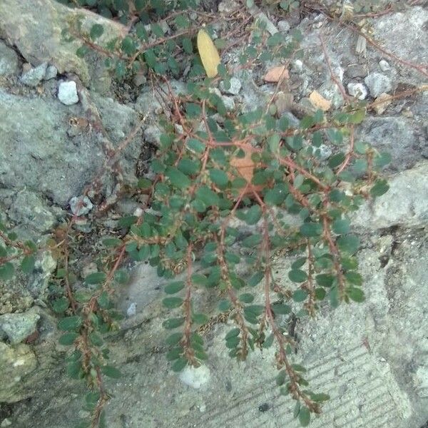 Euphorbia thymifolia List