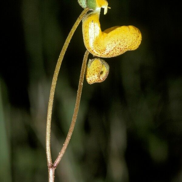 Calceolaria biflora 花