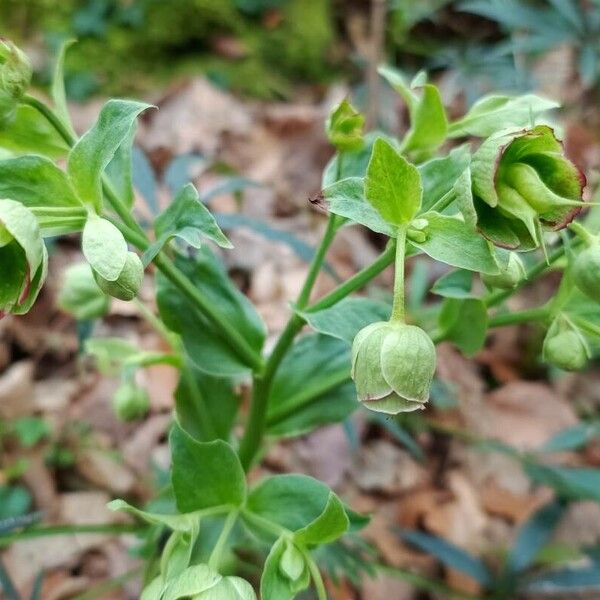 Helleborus foetidus फूल