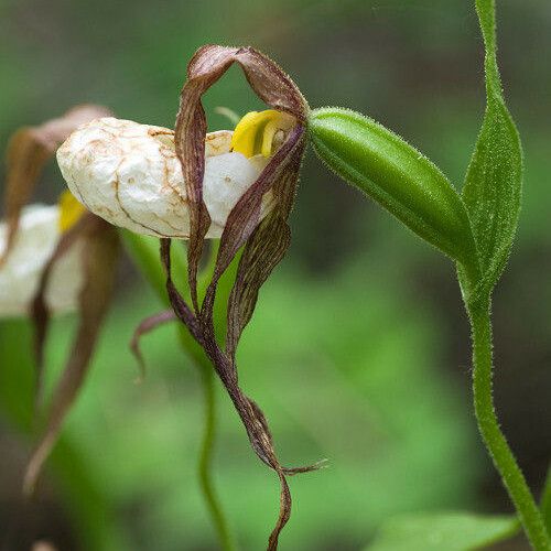 Cypripedium montanum Flower