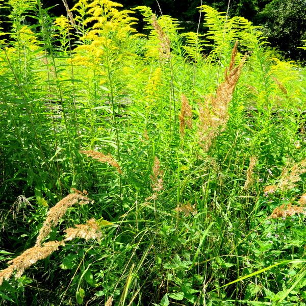 Calamagrostis epigejos Habitus