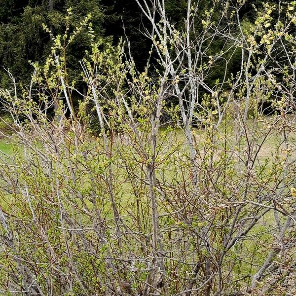 Salix myrsinifolia Natur